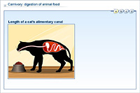 Carnivory: digestion of animal food
