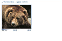 The brown bear – a typical omnivore