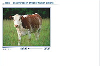BSE – an unforeseen effect of human actions