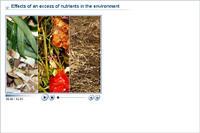 Effects of an excess of nutrients in the environment