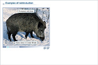 Examples of reintroduction