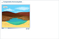 Components of an ecosystem