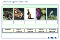 The order of organisms in a food chain