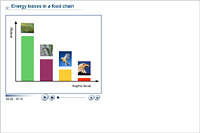 Energy losses in a food chain