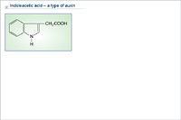 Indoleacetic acid – a type of auxin