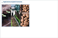 Applications of plant hormones