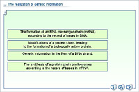 The realization of genetic information