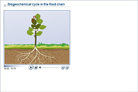 Biogeochemical cycle in the food chain