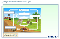 The processes involved in the carbon cycle