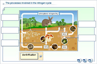 The processes involved in the nitrogen cycle