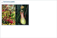 Carnivorous plants