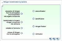 Nitrogen transformation by bacteria