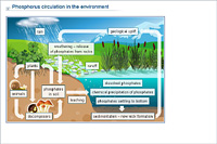 Phosphorus circulation in the environment