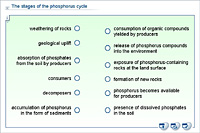 The stages of the phosphorus cycle