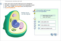 Chloroplasts and the cell wall