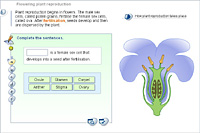 Flowering plant reproduction