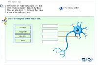 The nerve cell