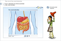 The role of the small intestine