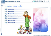 Development of the foetus