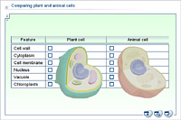 Comparing plant and animal cells