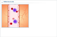 White blood cells
