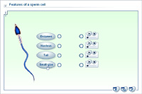 Features of a sperm cell