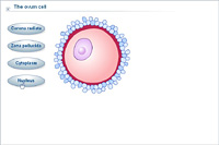 The ovum cell