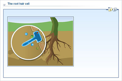 Science - Upper Primary - YDP - Illustration - The root hair cell