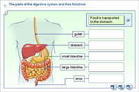 The parts of the digestive system and their functions