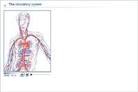 The circulatory system