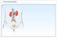 The excretory system
