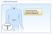 Sample endocrine glands