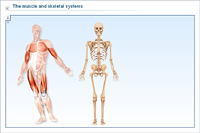 The muscle and skeletal systems