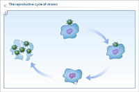 The reproductive cycle of viruses