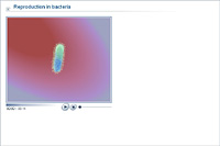 Reproduction in bacteria