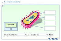 The structure of bacteria