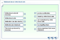 Statement about white blood cells