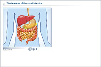 The features of the small intestine
