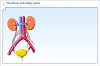 The kidneys and urinary system