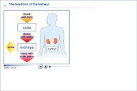 The functions of the kidneys