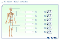 The skeleton – structure and functions
