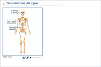 The skeleton and vital organs