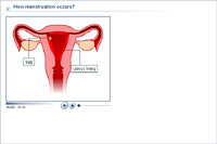 How menstruation occurs?