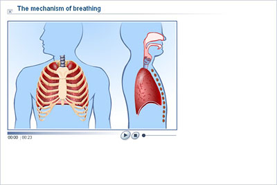Science - Upper Primary - YDP - Animation - The mechanism of breathing