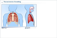 The mechanism of breathing