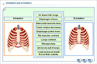 Inhalation and exhalation