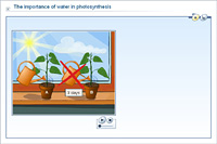 The importance of water in photosynthesis - experiment