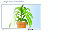 The products of plant respiration