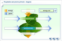 Respiration and photosynthesis - diagram