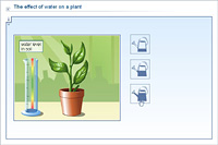 The effect of water on a plant